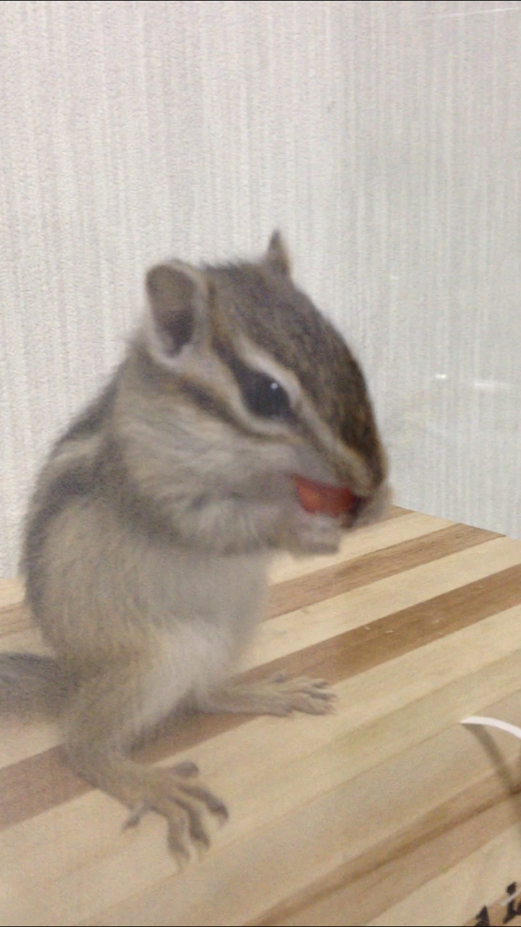 シマリスのベビーの飼育方法 入荷時期や迎え方を紹介22年は入手困難 Animal 1